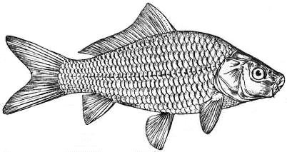 Короп (Cyprinus carpio)