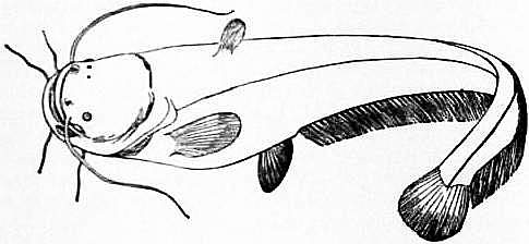 Сом (Silurus glanis)