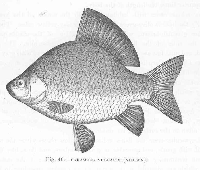 Карась (Carassius carassius)