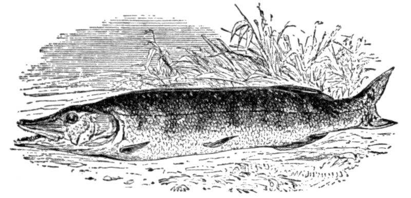 Щука (Esox lucius)