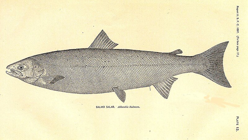 Лосось атлантичний (Salmo salar)