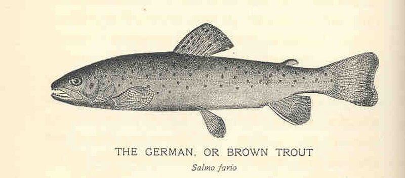 Форель струмкова (Salmo trutta)