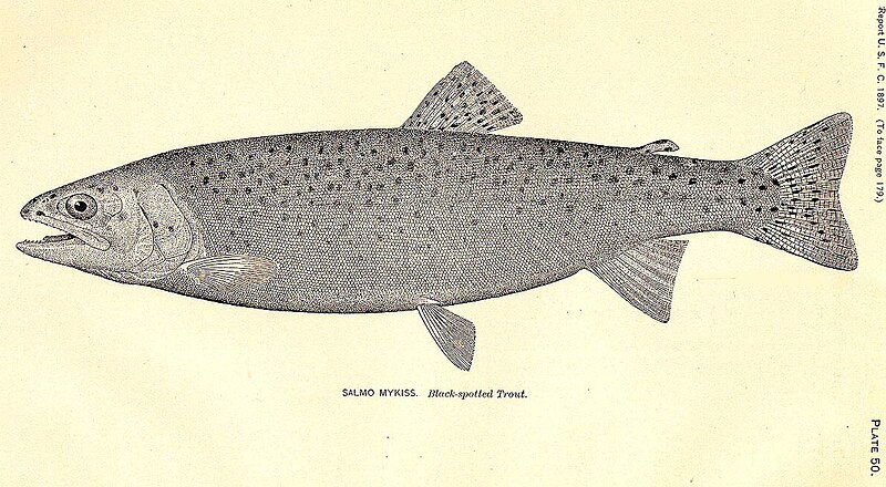 Форель веселкова (Oncorhynchus mykiss)